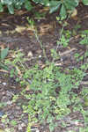 Ramping fumitory